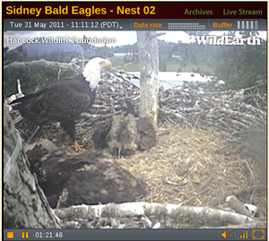 bald-eagles